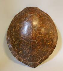 Schild Van Schildpad 19e Eeuw Schildpad Schild
