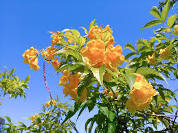 Maybe you would like to learn more about one of these? Tecoma Stans Esperanza Trumpetbush Trumpetflower Yellowbells Yellow Bells Yellow Bignonia Yellow Elder Yellow Trumpetbush Yellow Trumpetflower North Carolina Extension Gardener Plant Toolbox