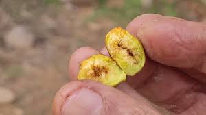 Image result for Ficus exasperata