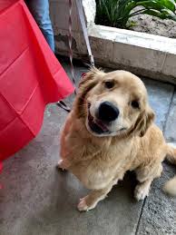 Manhattan Beach Animal Hospital Home Facebook