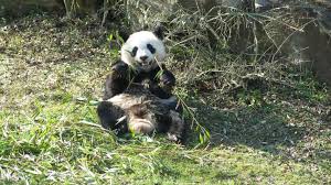 Les premiers poils apparurent enfin, à 25 jours, yuan meng ressemblait à un panda miniature. Zoo De Beauval Le Panda Yuan Meng Fete Son Deuxieme Anniversaire En Pleine Sante