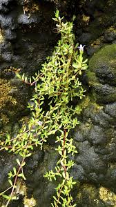 Image result for Bacopa monnieri
