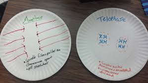 Animal cell model from kcfac.kilgore.edu. 7th Grade Science Activities Mrs Ingles