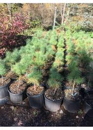 Image result for Pinus