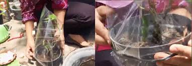 Bunga ekor kucing berkelamin satu, berbentuk seperti bulat memanjang menjuntai kebawah. Budidaya Tanaman Ekor Kucing Kampustani Com