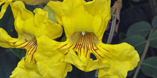 Image result for Markhamia obtusifolia