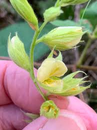 Image result for Rhynchosia holstii