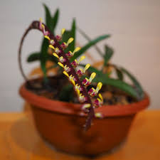Image result for Bulbophyllum falcatum