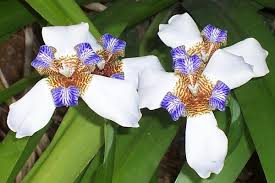 Image result for Tephrosia nyikensis