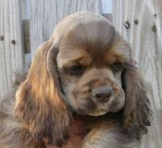 We did not find results for: Sable Cocker Spaniel Puppies Off 75 Www Usushimd Com