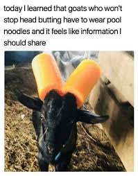 Pool Noodle Goats Funny Pictures Really Funny Memes Funny Animal Memes
