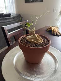 Image result for Kedrostis africana