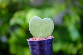 How to grow hoya carnosa. Sweetheart Hoya Care How To Grow A Sweetheart Wax Plant Indoors