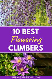 10 Flowering Climbers Climbing Flowers Trellis Plants Climber Plants