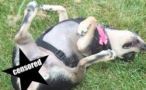 When she found samson, he was cut, bleeding and emaciated. 50 Inappropriate Dog Names You Should Never Use Barkpost