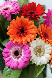We have 2 florists with 27 reviews delivering in chicago. Best Flowers For Mother S Day Mother S Day Flowers Chicago Www Bloomfloralshop Com