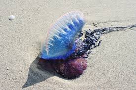Seemingly covered in hair, the. Mysterious Sea Creatures Washed Ashore In 2018