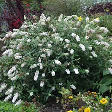 We did not find results for: Buddleia Little Angel Pp28204 Walters Gardens Inc
