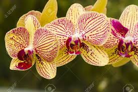 Check spelling or type a new query. Cierre De Plantas De Orquideas De Colores En Flor Fotos Retratos Imagenes Y Fotografia De Archivo Libres De Derecho Image 17943625