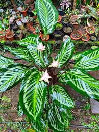 Image result for Ecbolium hastatum