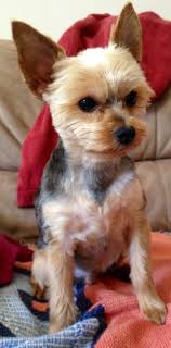 Yorkie Love Lucas 3 Yorkie Dogs Yorkie Puppy Yorkshire Terrier Puppies