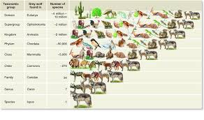 Classification Maggies Science Connection