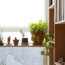 Usually there will be about a with a growing interest in starting cacti from seed, i see many people asking about how to begin. Proplifting Reddit Trend How To Get Plants For Free Apartment Therapy