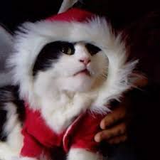 Hi all! I just wanted to introduce myself and share a photo that I took of  Eric. He's now 20.5 and still going strong