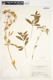 Image result for Blepharis involucrata