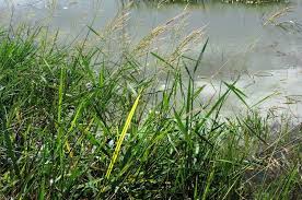 Image result for Oryza longistaminata