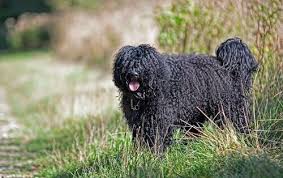 Their cuddly disposition is probably the most attractive characteristic of our puppies. About Us Creamofbritish