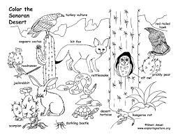 See more ideas about habitats, coloring pages, animal habitats. Desert Animals In Habitat Coloring Page