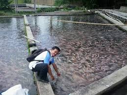 Pembahasan meliputi jenis ikan air tawar, cara memilih ikan hias dan cara merawatnya, informasi harga ikan hias hingga tentang ikan hias yang untuk memelihara ikan ini juga dapat menggunakan berbagai macam media seperti akuarium ataupun kolam biasa. Https Freshwater99 Blogspot Co Id Budidaya Ikan Air Tawar Budidaya Ikan Sistem Air Deras Dengan Kolam
