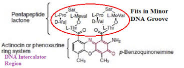 Image result for Dactinomycin