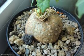 Image result for Momordica boivinii