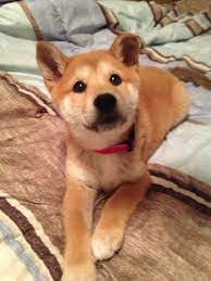 Brought This Little Guy Home Last Week Reddit Meet Ryu Shiba Shiba Puppy Shiba Inu Japanese Dogs