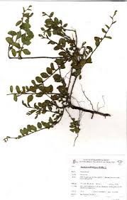 Image result for Seddera suffruticosa