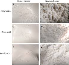 Keep in mind that this ranking is based solely on calories and doesn't take into consideration other important factors like sodium and fat content. Physicochemical Properties Sensory Quality And Coagulation Behavior Of Camel Versus Bovine Milk Soft Unripened Cheeses Sciencedirect