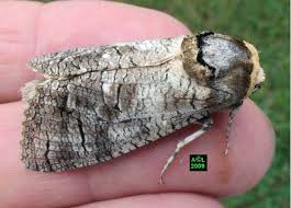 Avant le dessert, souvent on mange un peu de fromage avec du pain. Le Cossus Gate Bois Cossus Cossus Biologie Et Developpement