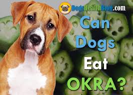 Can dogs safely eat pickle? Can Dogs Eat Okra Is Okra Safe For Dogs Dog S Health