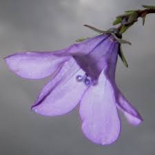 Image result for Wahlenbergia krebsii