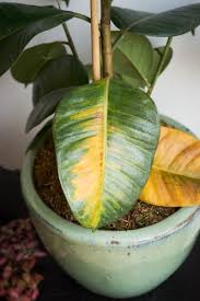 I Overwatered My Rubber Plant And This Is What I Learnt The Houseplant Urban Jungle Blog Rubber Tree Plant Plants Yellow Leaves On Plants