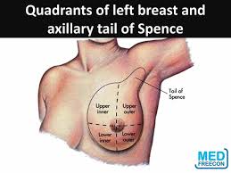 Naming the quadrants for the purpose of describing a lump  or 1. Anatomy Of Breast Hasan Medical Centre Facebook