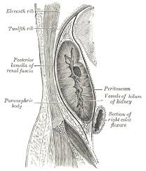 Your kidneys are two organs inside your ribcage. Loin Pain Hematuria Syndrome Wikipedia