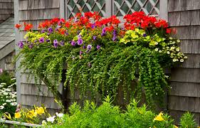 710 x 525 jpeg 69 кб. Window Boxes How To Choose The Best Flowers Planters This Old House