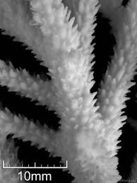 Image result for Selago coerulea