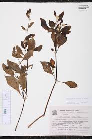 Herbarium Specimen Details Isb Atlas Of Florida Plants Обзор аквариумное растение альтернантера рейнека мини (alternanthera reinecki mini) в геле. herbarium specimen details isb atlas