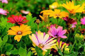Download and use 70,000+ flower garden stock photos for free. 70 000 Best Flower Garden Photos 100 Free Download Pexels Stock Photos