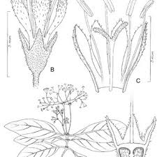 Image result for Kohautia confusa