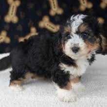 It's free to post an ad. Benji Bernedoodle Puppy 630952 Puppyspot